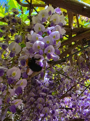 クマバチと藤の花