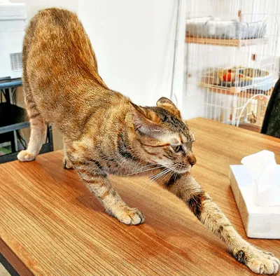 伸びをする猫のリラックスタイム