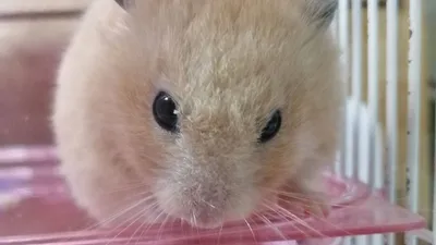 ドアップのハムスター