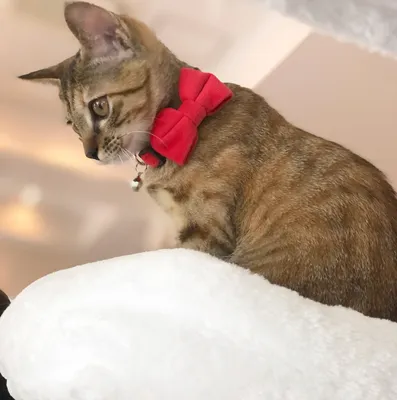 赤いリボンの猫がくつろぐ午後