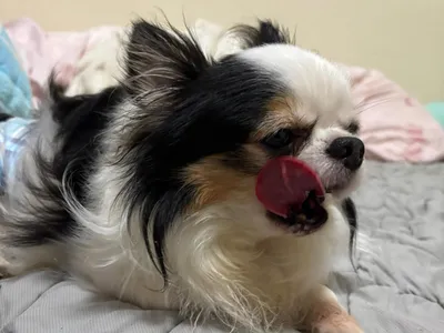 チワワ_トライカラー_舌舐めずり