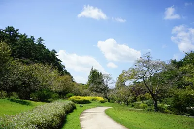 緑豊かな公園の静寂な小道
