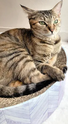 リラックスするキジトラ猫のポートレート
