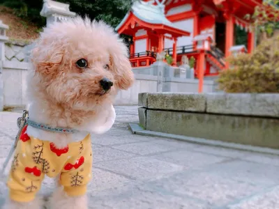 トイプードル.愛犬.神社.初詣