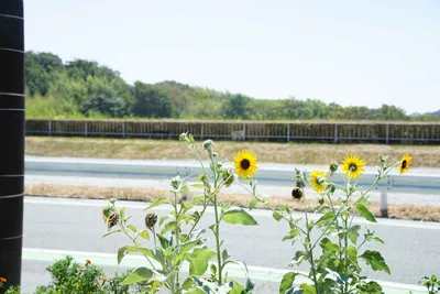 夏の日差しに映える道端のひまわり