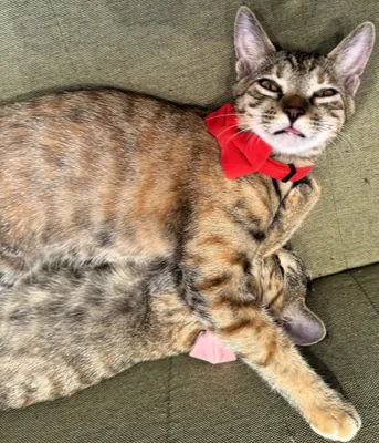 仲良しの二匹の猫のリラックスタイム