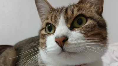 遠くを見つめるねこ