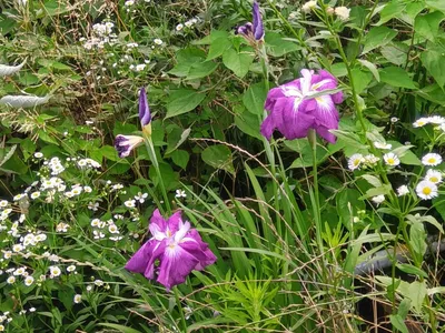 草むらの花々
