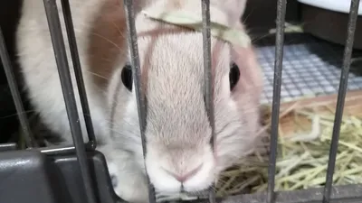 頭に草をのせたうさぎ