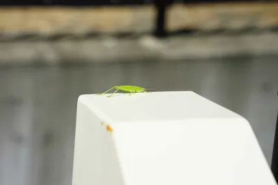 緑のバッタがとまる白いベンチ