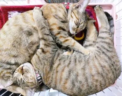 仲良く眠る二匹の猫