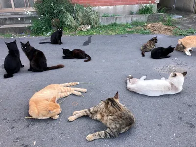 猫.島.猫の島.福岡