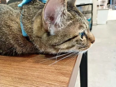 机の上でくつろぐ猫
