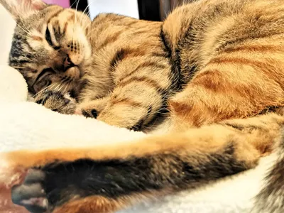 幸せそうに眠る猫の姿