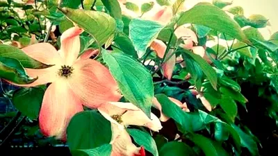 ピンク色のヤマボウシの花
