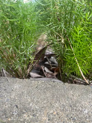 地面すれすれに茂る細い草