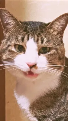 ねこ
