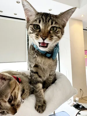 リラックスする青いスカーフの猫
