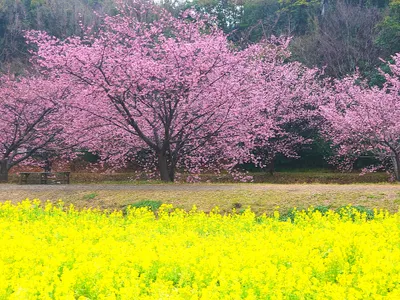 菜の花とサクラ