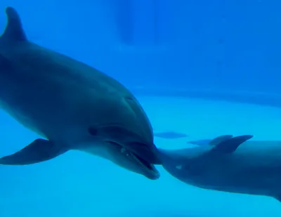 水族館での親子イルカの友情