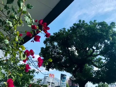 黄金町にバラ
