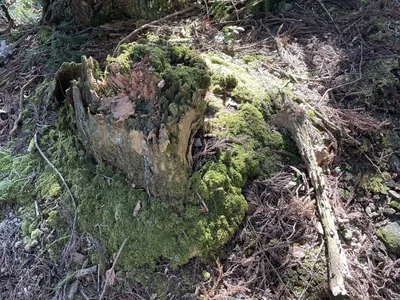苔むす木と光4