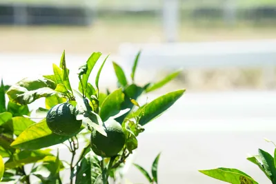 初夏の日差しに映える青い柑橘