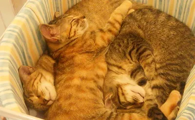 仲良し子猫たちの安らぎタイム