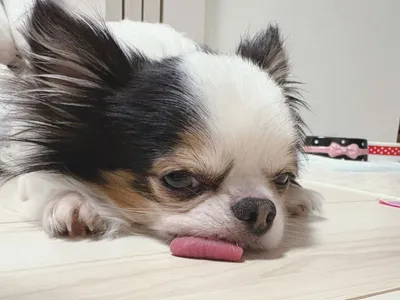 犬-チワワ-昼寝
