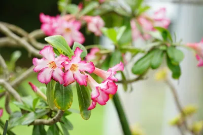 鮮やかさ満点のピンクの花