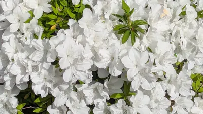 白のツツジ(横)