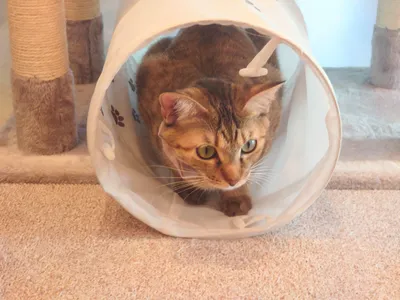 遊びに夢中のキュートな猫