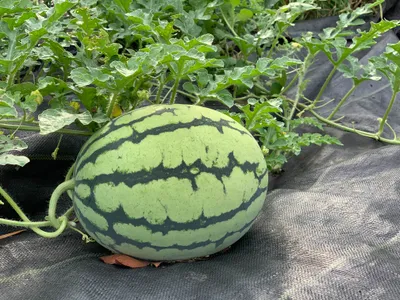 横たわるスイカ