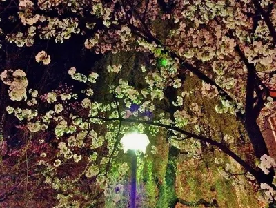先斗町・夜桜