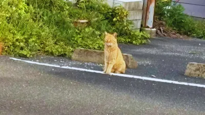 ねこ
