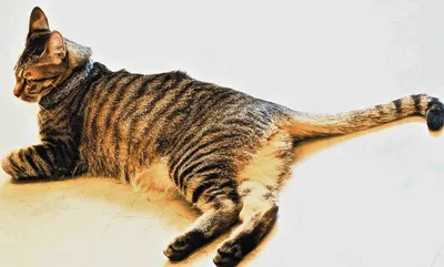 リラックスするキジトラ猫のひととき