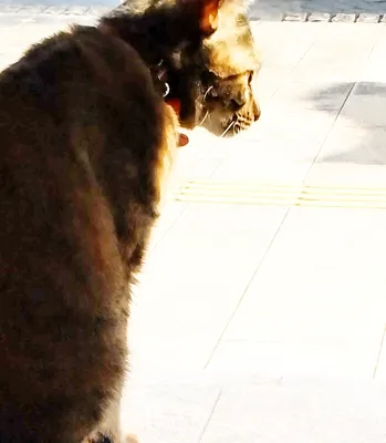 逆光の窓辺で外を見つめる猫