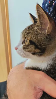 猫1