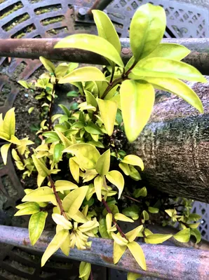 鉄柵から伸びる黄緑の新芽