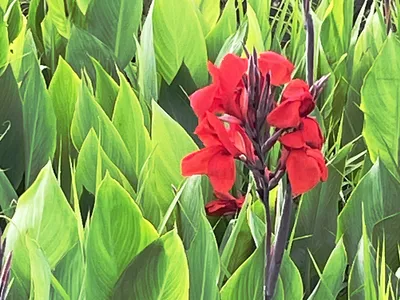 タンドクの花