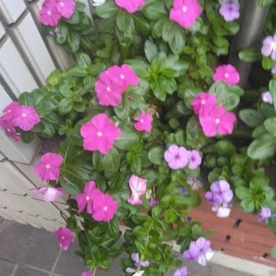 お花