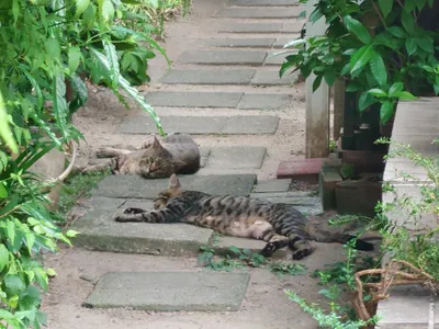 小道でくつろぐ2匹の猫