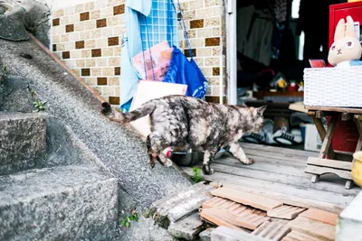 路地裏を歩く猫