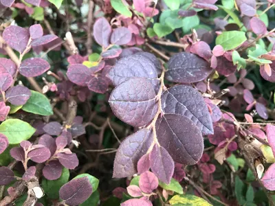 紫