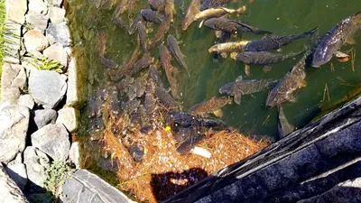 鯉