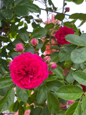 綺麗な赤い薔薇