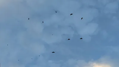 空を舞うカラスの群れ(横)