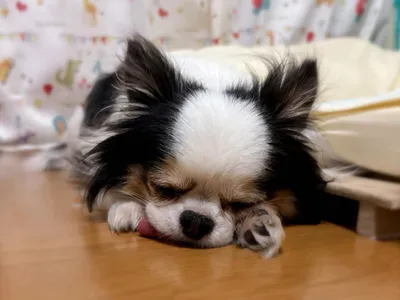 犬_チワワ_寝顔