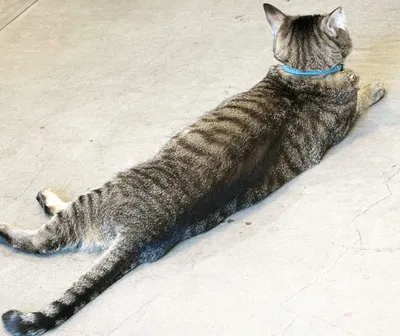 のんびり寝そべる首輪をした猫