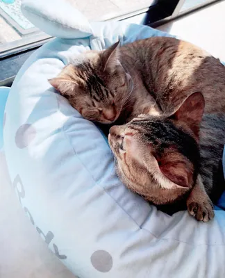 仲良くお昼寝する二匹の猫